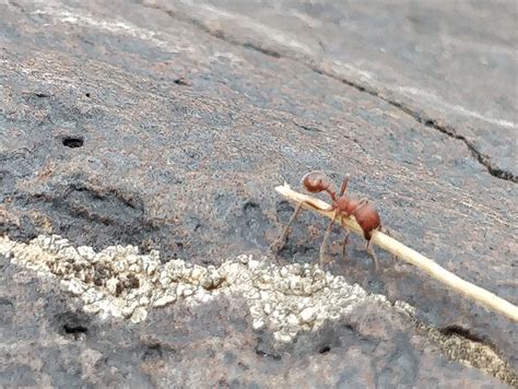 Queen identification, Solenopsis (?) - Ant ID Requests - Ants ...