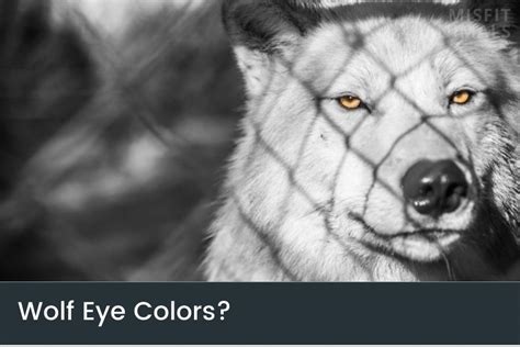 Wolf Eye Colors: Yellow, Green, Blue & Orange