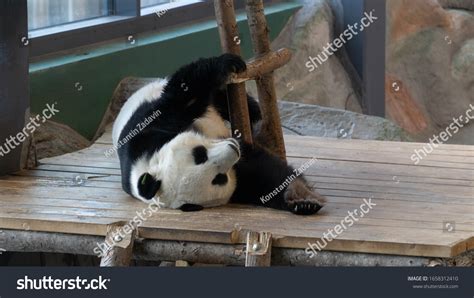 Funny Sleeping Giant Panda Bear Zoo Stock Photo 1658312410 | Shutterstock