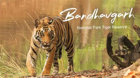 Bandhavgarh National Park Tiger Reserve - YouTube