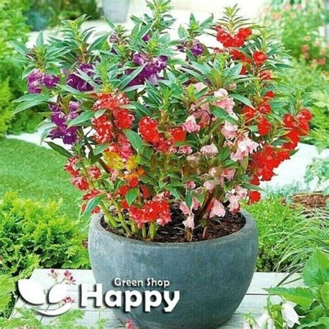 Garden Balsam mixed seeds (Impatiens balsamina) | Happy Green Shop