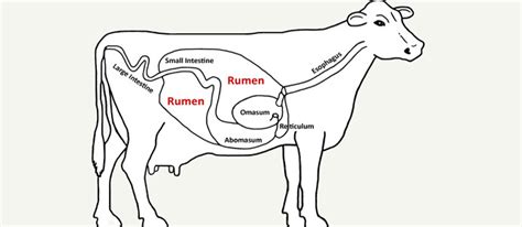 The Rumen | Free Choice Enterprises, Ltd.