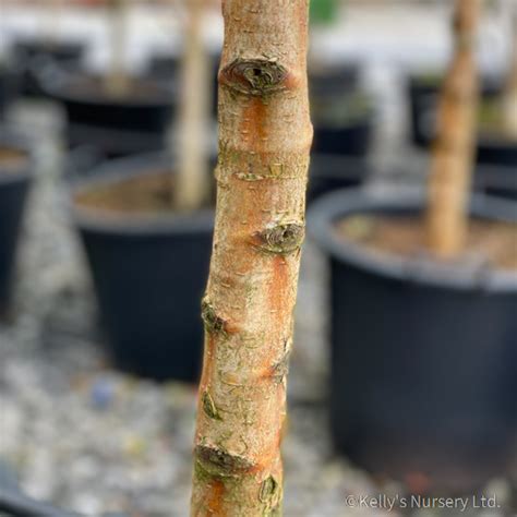 Betula pubescens - Kelly's Nursery