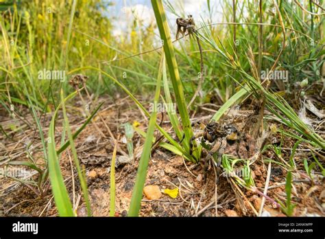 Wolf spider at nest entrance Stock Photo - Alamy