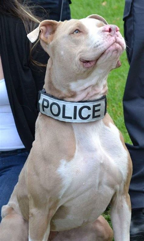 Pit Bulls Becoming K9s After Being Saved From Shelters And Given A ...