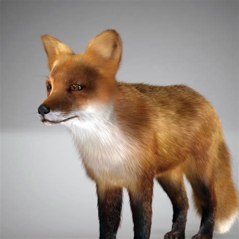 red fox 3d model