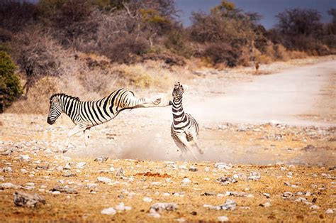 750+ Zebra Fighting Stock Photos, Pictures & Royalty-Free Images - iStock