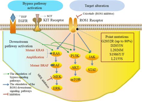 Molecular mechanisms of crizotinib resistance in ROS1, depicting the ...