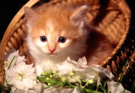 Kitten in a basket - Cats & Animals Background Wallpapers on Desktop Nexus (Image 1303346)