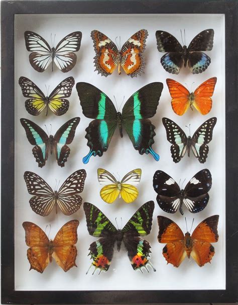 LUXURY STYLE REAL 14 MIX BEAUTIFUL BUTTERFLY IN FRAME DISPLAY INSECT TAXIDERMY B | Butterfly ...