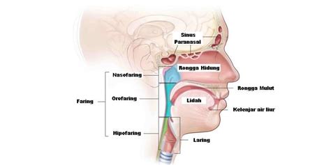 Kanker Kepala dan Leher: Waspada Kanker di Hidung Sampai Tenggorokan! • Deherba.com