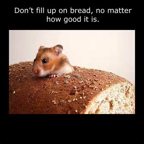 Good advice and funny animals - Gallery | eBaum's World