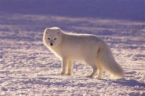 Arctic Fox Adaptations