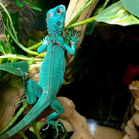 Blue iguana for sale online | baby blue iguanas for sale iguana breeders