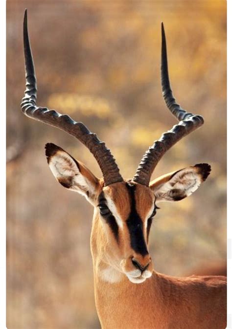 A black-faced impala antelope (Aepyceros melampus) with impressive lyre ...