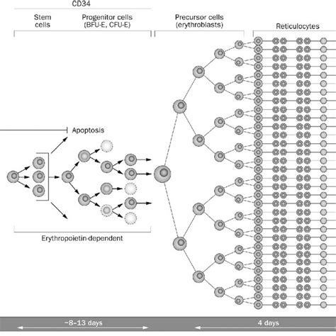 Normal erythropoiesis. The fi rst stages of erythropoiesis, which... | Download Scientific Diagram