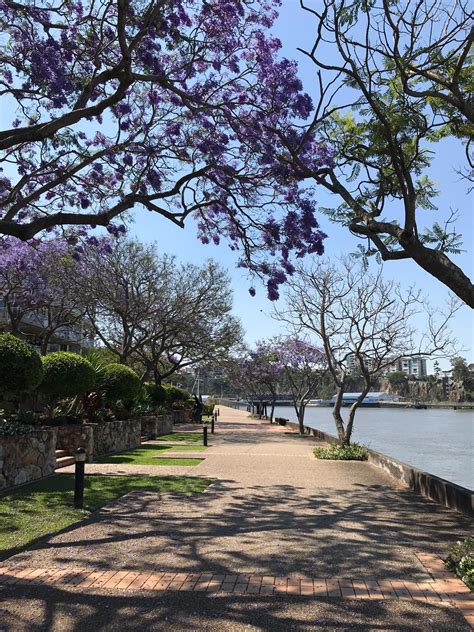 Jacaranda Brisbane river walk | Brisbane river, Australia travel, Brisbane