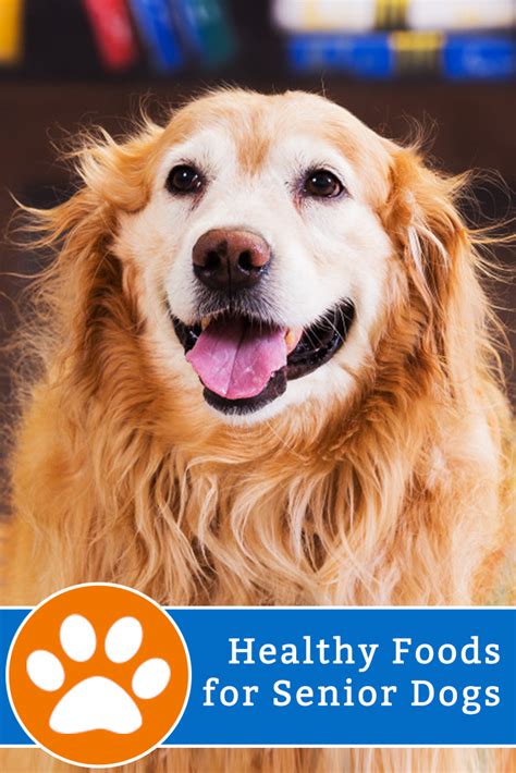 10 Homemade Foods for Dogs With Sensitive Stomachs - Canna-Pet® | Senior dogs care, Elderly dogs ...