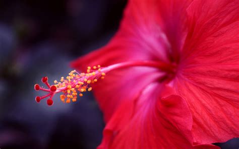 Download Flower Nature Hibiscus HD Wallpaper