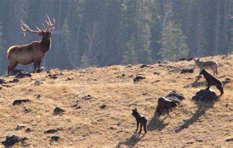 Wolf reintroduction to Colorado a mistake says former wildlife ...