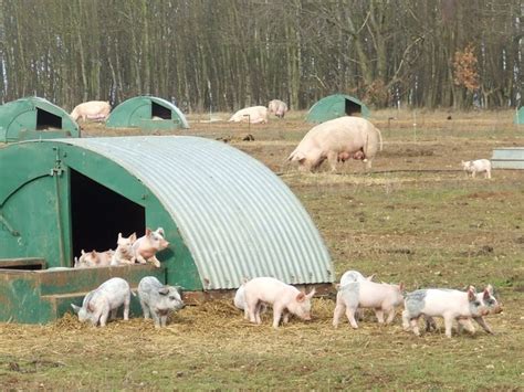 Pig Farming © Keith Evans cc-by-sa/2.0 :: Geograph Britain and Ireland