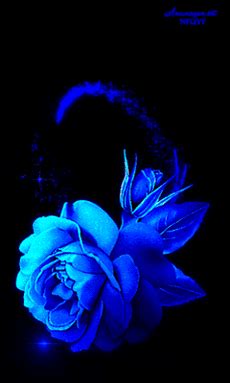 a blue rose sitting on top of a table