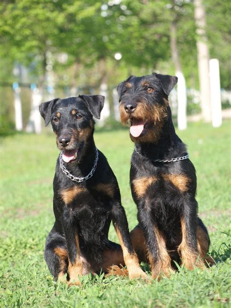 Jagdterrier Curly Coated Retriever, Akc Breeds, Terrier Breeds ...