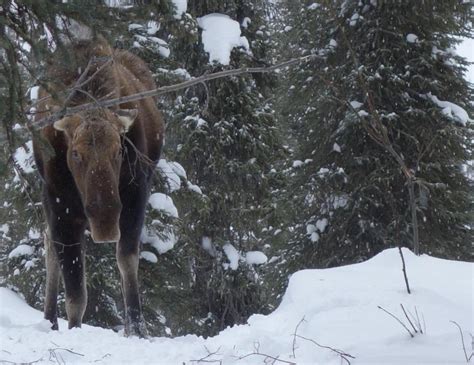 Three million pounds of frozen moose | Geophysical Institute