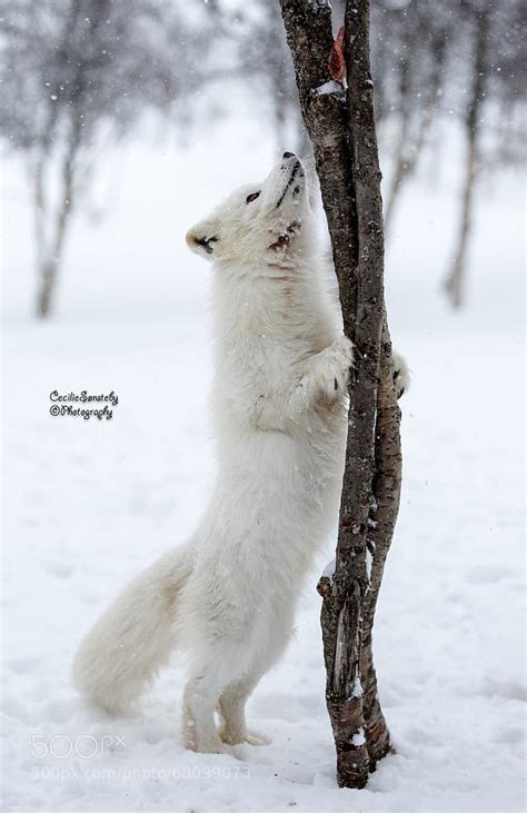 30 Adorable Photos Of Foxes In The Snow - 500px