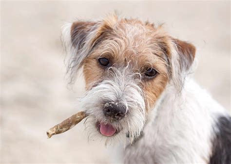 13 Dog Breeds That Are Wirehaired