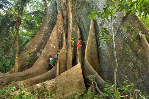 Reforestation and the Medicinal Uses of Trees -Liliana Usvat Research ...