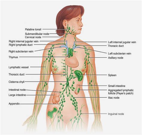 Understanding the Power of Lymphatic Drainage Massage