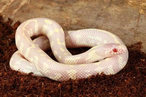 11 Cool California Kingsnake Morphs With Pictures