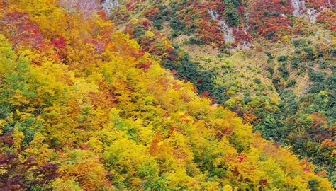 Let’s enjoy autumn leaves in The Japan Alps | THE JAPAN ALPS