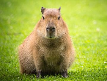 Capybara shotgun hunting trips - BookYourHunt.com