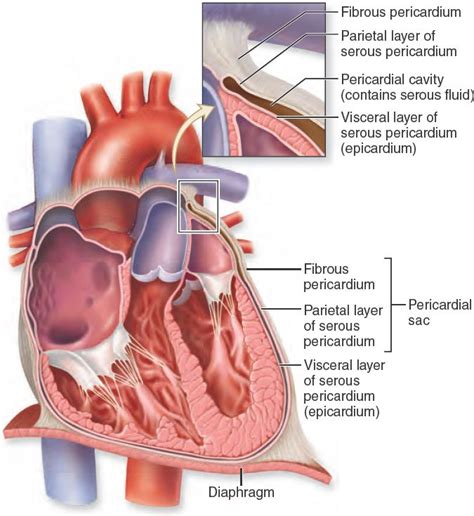 19.6 Pericardium. The protective layers of the heart include the pericardial sac composed ...