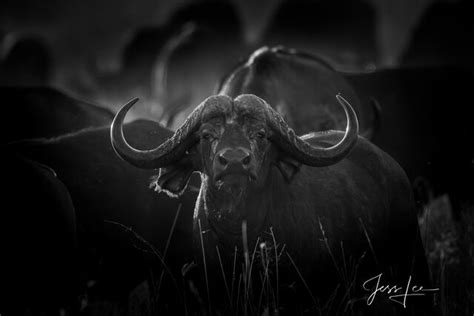 Black and White Pictures of African Wildlife | Photos by Jess Lee