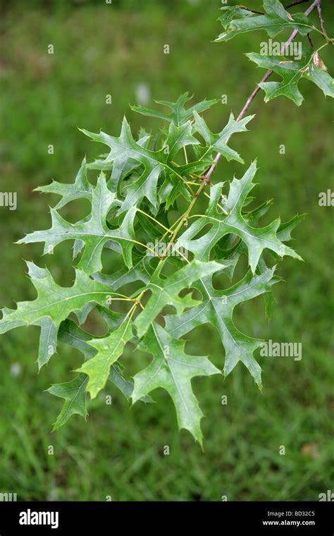 Pin Oak or Swamp Spanish Oak Tree Leaves, Quercus palustris Stock Photo: 25268661 - Alamy