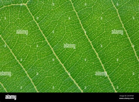 Close up green leaf texture background Stock Photo - Alamy