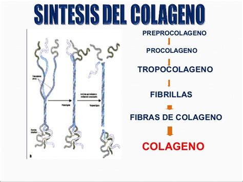 Colageno y elastina 2009