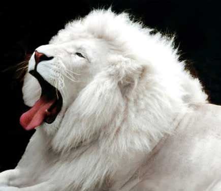 Albino Animals - FactZoo.com | Unusual animals, Rare animals, Albino ...