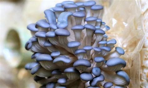 Blue Oyster Mushrooms | What Is It And How To Make It? - TheFoodXP