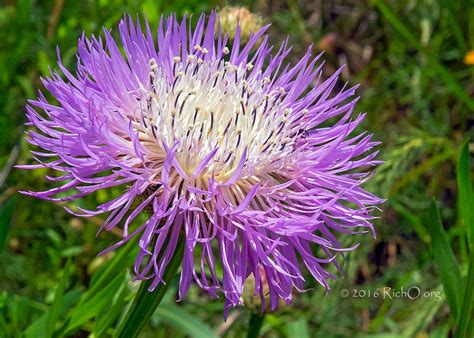 Centaurea americana - American Basket-Flower