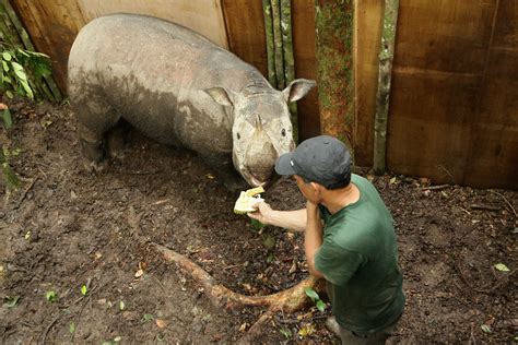 Operation Sumatran Rhino - Home | Facebook