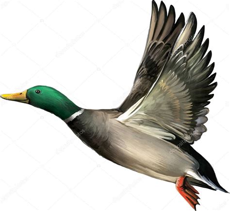 Wild mallard duck in flight Stock Vector Image by ©YuliaAvgust #37555103