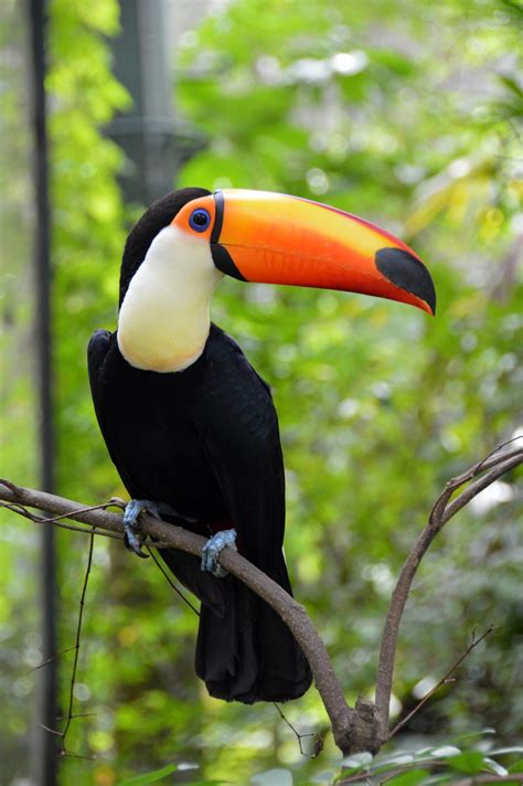 Toco toucan – Artofit