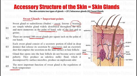 Human Anatomy & Physiology (51)= Accessory Structure of Skin = Glands ...