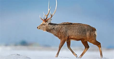 Sika Deer Facts & Information | Cervus Nippon - World Deer