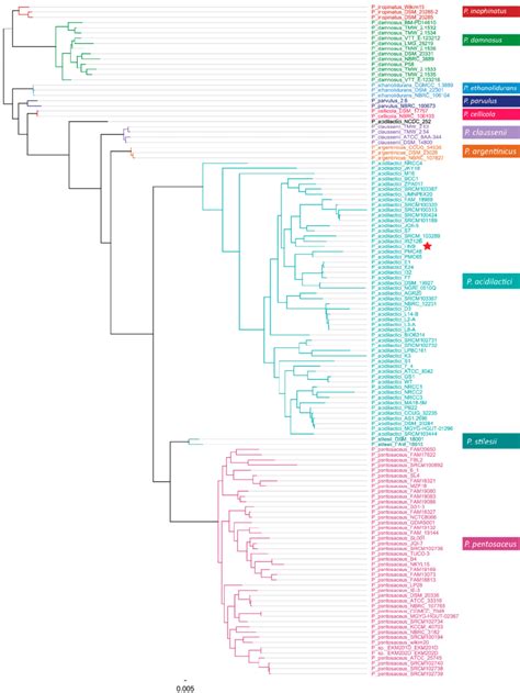 Phylogenetic analysis of Pediococcus acidilactici HN9 and other strains... | Download Scientific ...