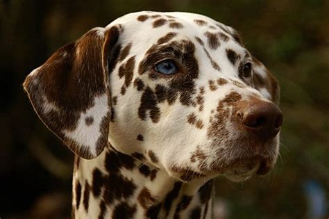 101 Dalmatians Syndrome: Media Influence on Pet Owners | Soapboxie